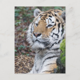 Cartão Postal Tigre