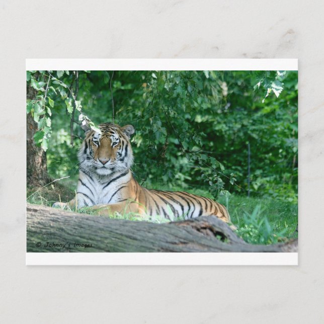 Cartão Postal Tigre (Frente)