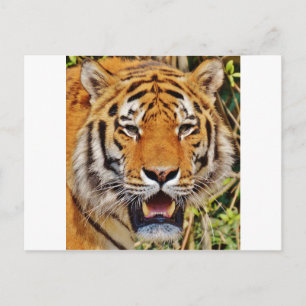 Cartão Postal Tigre