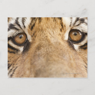 Cartão Postal Tigre
