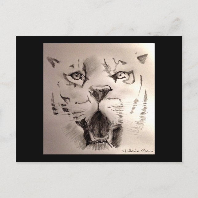 Cartão Postal Tigre (Frente)