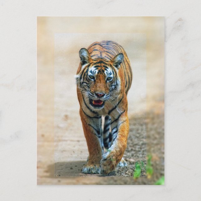 Cartão Postal tigre (Frente)