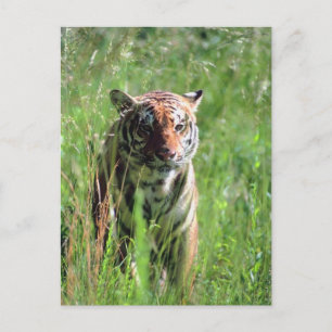 Cartão Postal Tigre