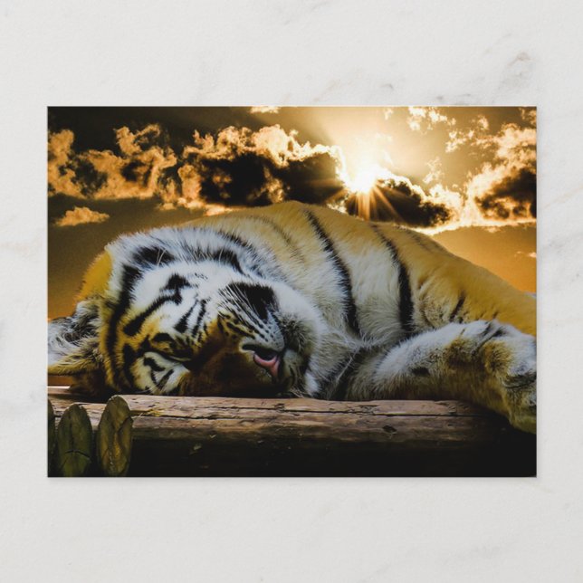 Cartão Postal Tigre (Frente)