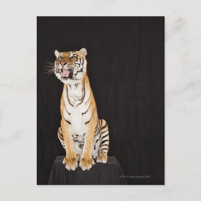 Cartão Postal Tigre (Frente)