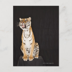 Cartão Postal Tigre