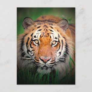 Cartão Postal Tigre
