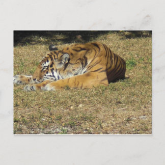 Cartão Postal Tigre