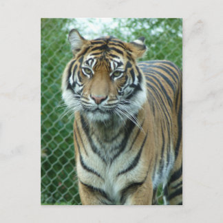 Cartão Postal Tigre