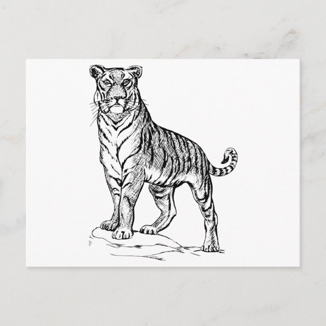 Cartão Postal Tigre (Frente)