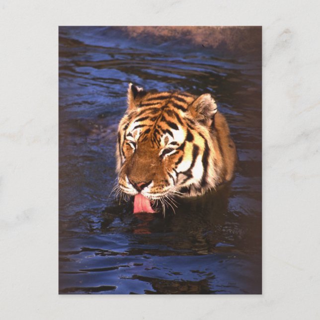 Cartão Postal Tigre2 (Frente)