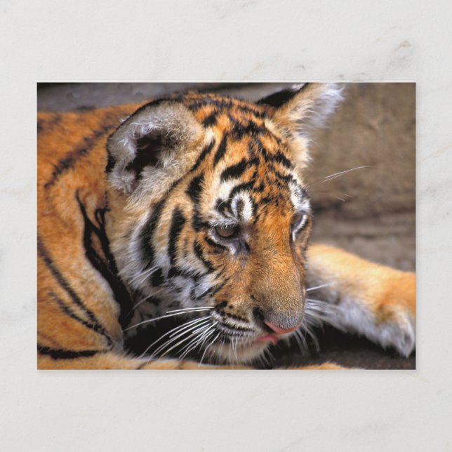 Cartão Postal Tigre38 (Frente)