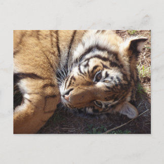 Cartão Postal Tigre 2