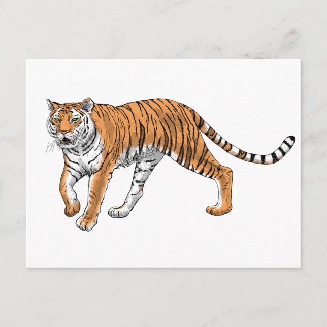 Cartão Postal Tigre 2 (Frente)