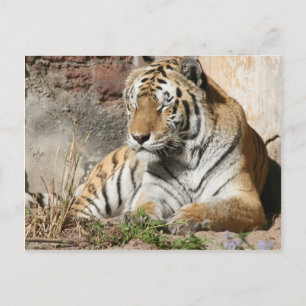 Cartão Postal tigre animal selvagem zoológico tigres