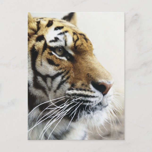 Cartão Postal Tigre. Asahiyama Zoo, Hokkaido, Japão (Frente)