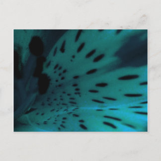 Cartão Postal Tigre Azul