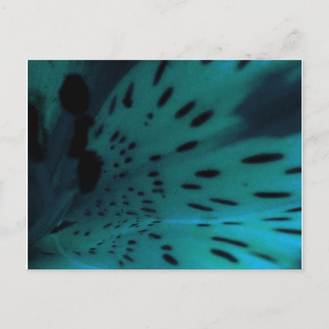 Cartão Postal Tigre Azul (Frente)