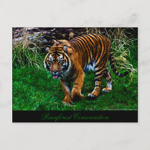 Cartão Postal Tigre bonito de Sumatran