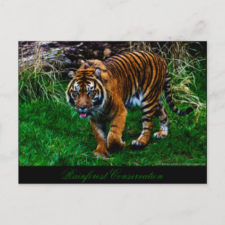 Cartão Postal Tigre bonito de Sumatran