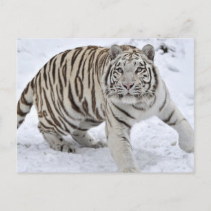 Cartão Postal Tigre Branco