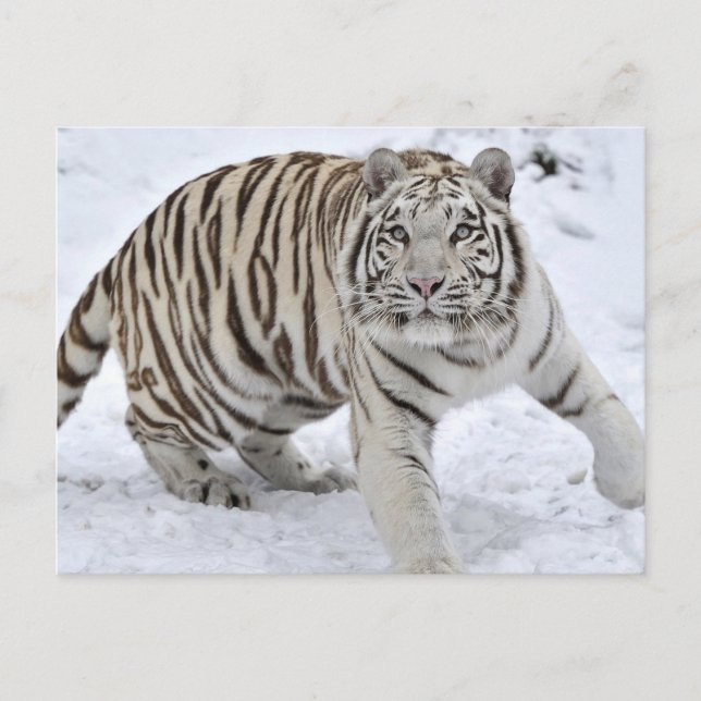 Cartão Postal Tigre Branco (Frente)
