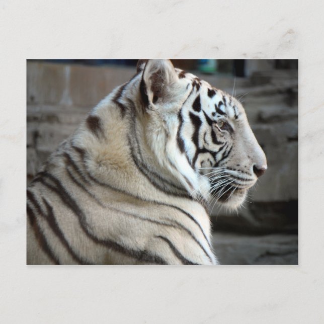 Cartão Postal Tigre Branco (Frente)