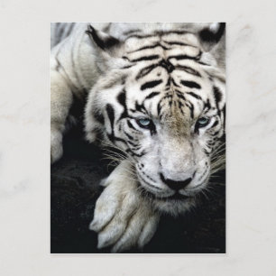 Cartão Postal Tigre Branco