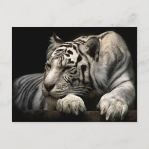 Cartão Postal Tigre Branco