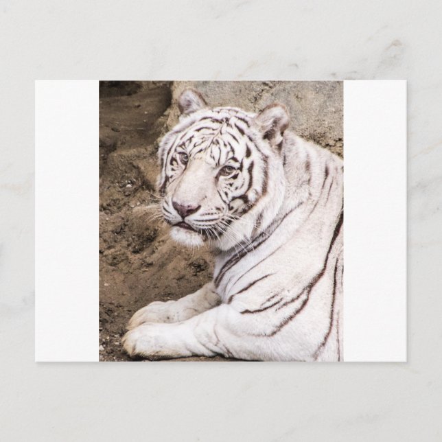 Cartão Postal Tigre Branco (Frente)