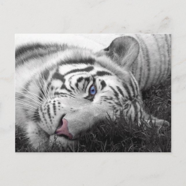 Cartão Postal Tigre branco (Frente)