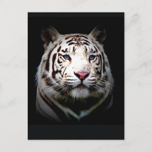 Cartão Postal Tigre branco