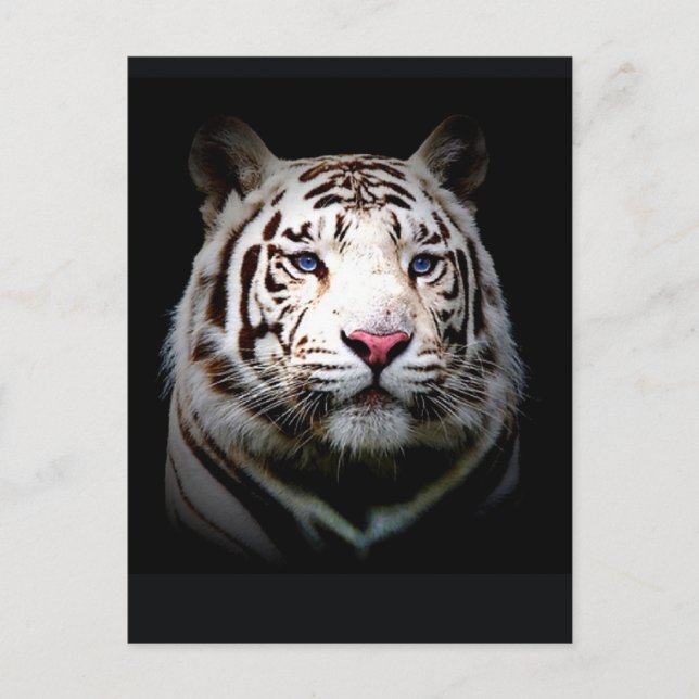 Cartão Postal Tigre branco (Frente)