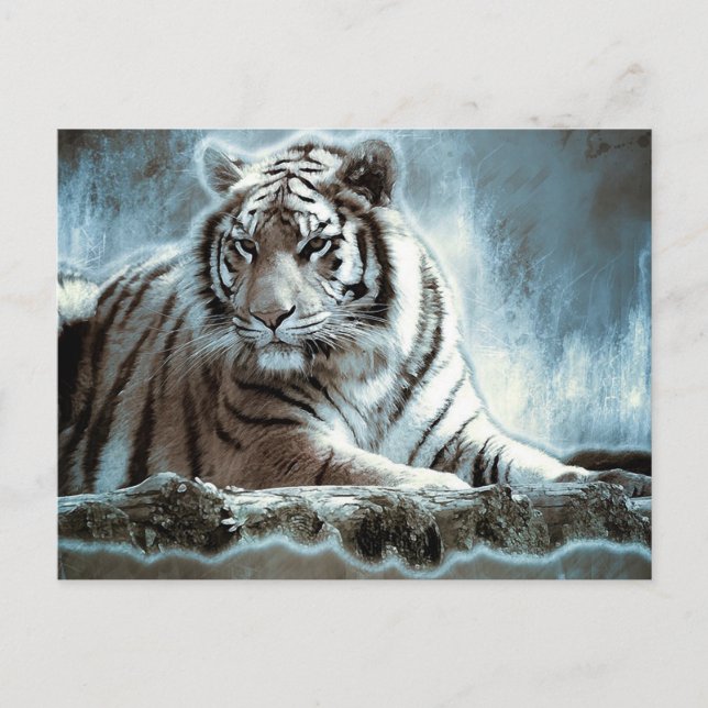 Cartão Postal Tigre Branco (Frente)