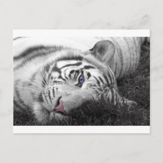 Cartão Postal Tigre branco