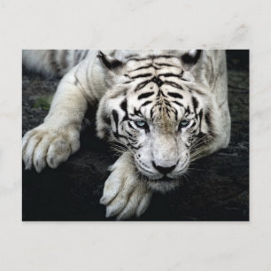 Cartão Postal Tigre Branco