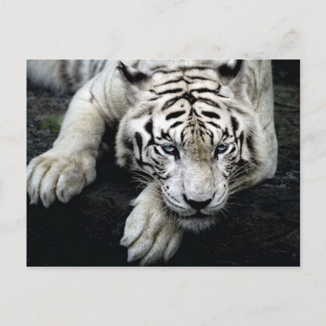 Cartão Postal Tigre Branco (Frente)