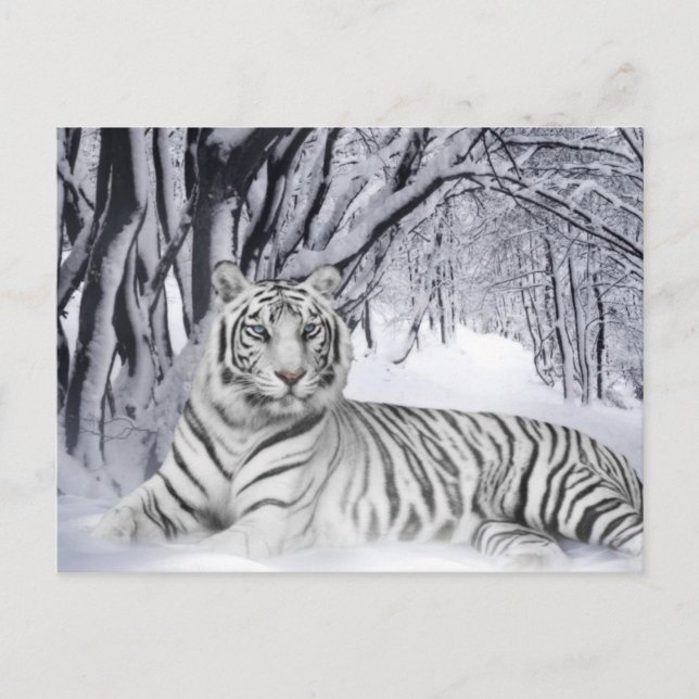 Cartão Postal Tigre Branco (Frente)