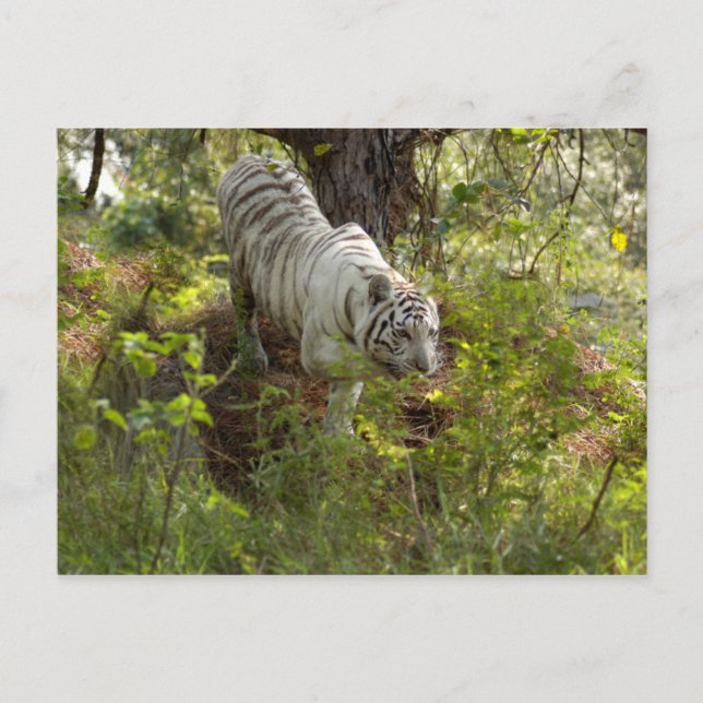 Cartão Postal Tigre branco 010 (Frente)