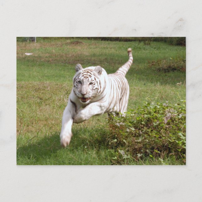Cartão Postal Tigre branco 3825e (Frente)