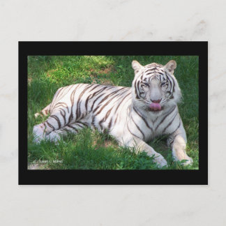 Cartão Postal Tigre Branco com Olhos Azuis Lambendo o Nariz
