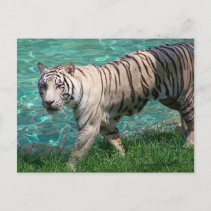 Cartão Postal Tigre branco contra a fotografia de passeio de ág