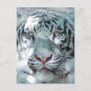 Cartão Postal Tigre Branco da Neve