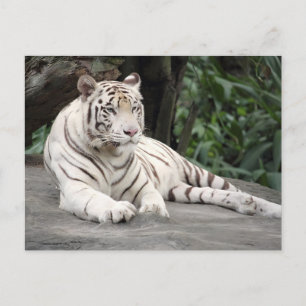 Cartão Postal Tigre Branco de Bengala Deitado na Rocha