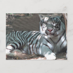 Cartão Postal Tigre Branco Deitado Em Árvore