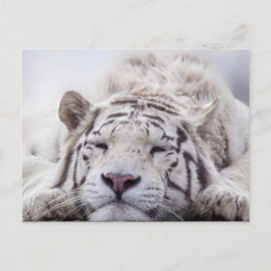 Cartão Postal Tigre Branco-Gelado