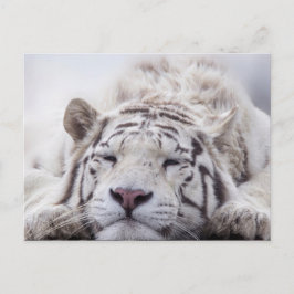 Cartão Postal Tigre Branco-Gelado