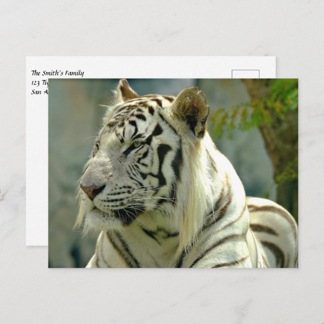Cartão Postal Tigre Branco para Cima Próximo (Frente/Verso)