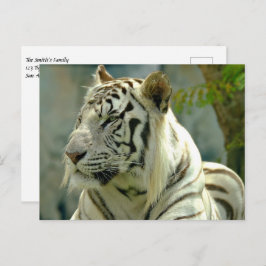 Cartão Postal Tigre Branco para Cima Próximo