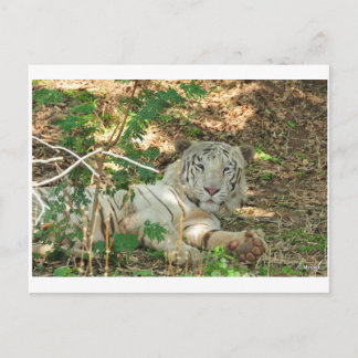 Cartão Postal Tigre Branco preguiçoso